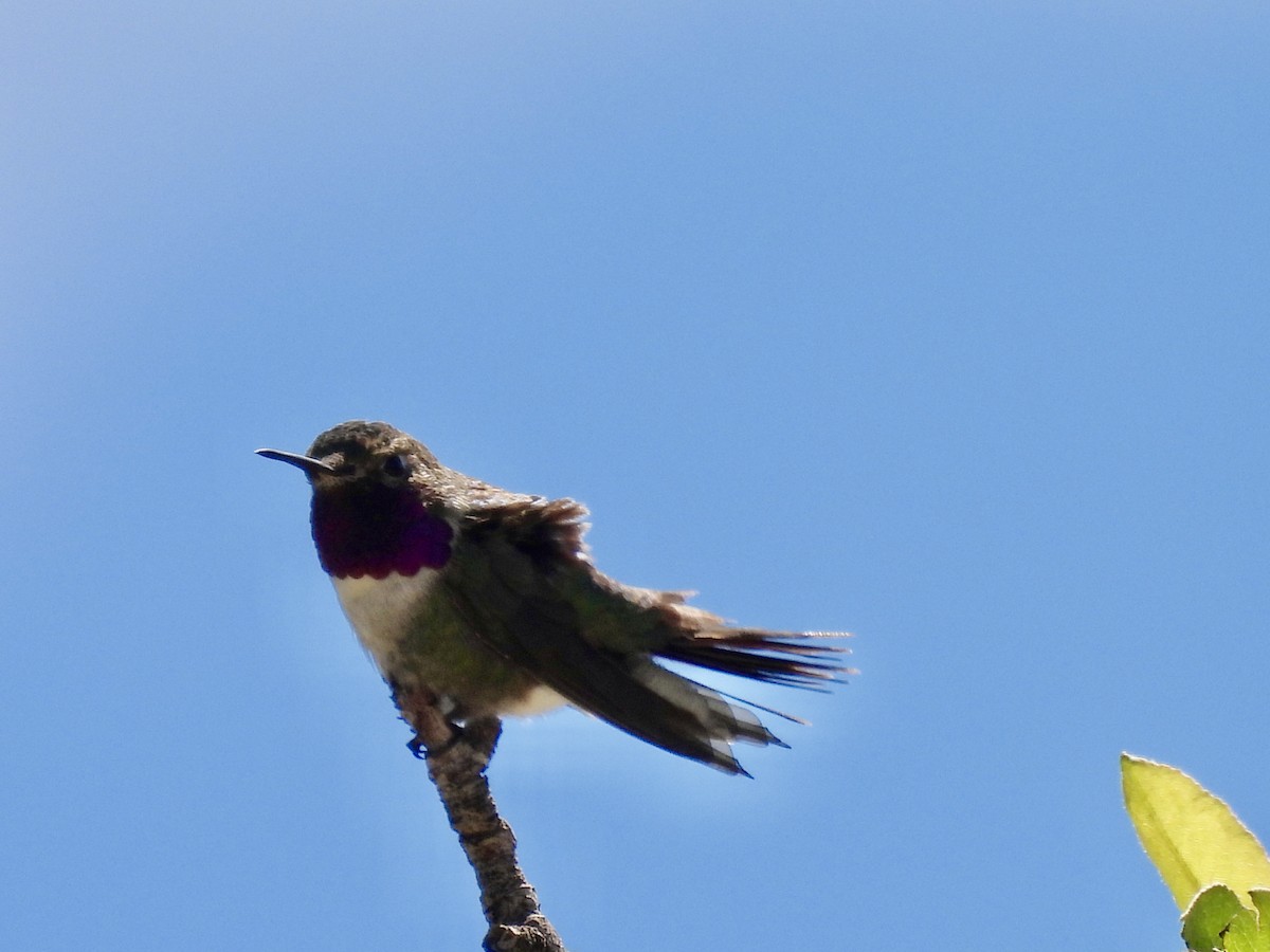 Broad-tailed Hummingbird - ML619006633