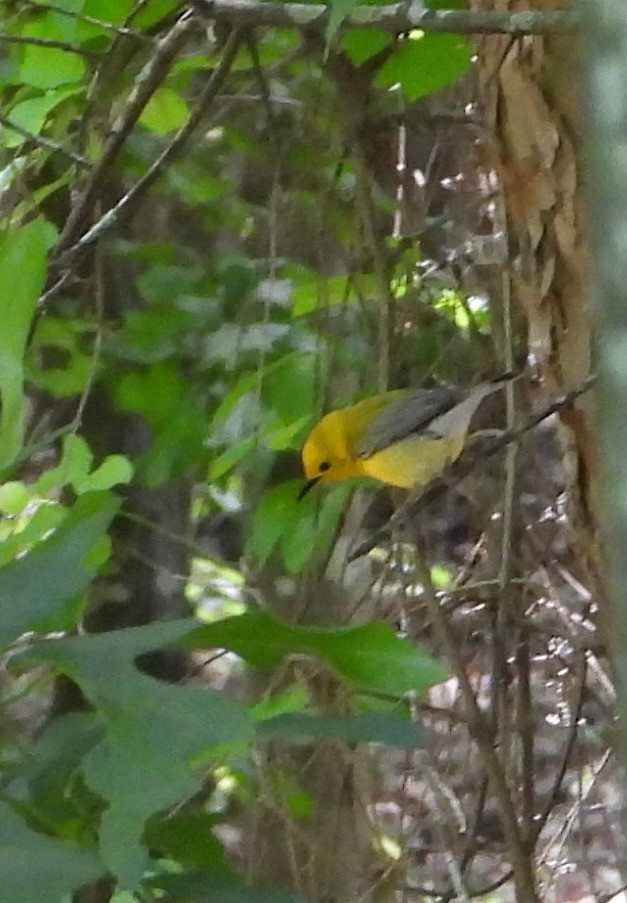 Prothonotary Warbler - ML619006661