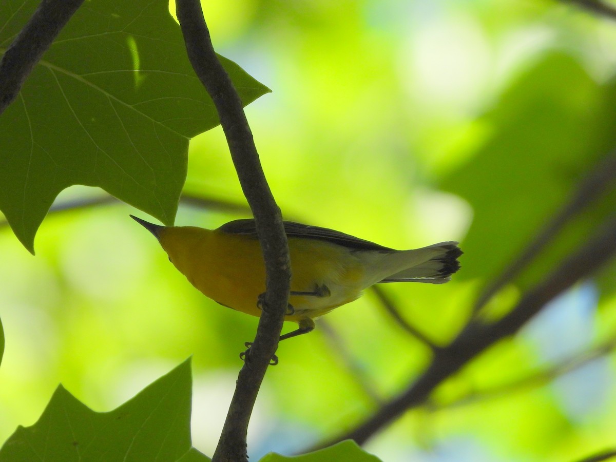 Prothonotary Warbler - ML619006662