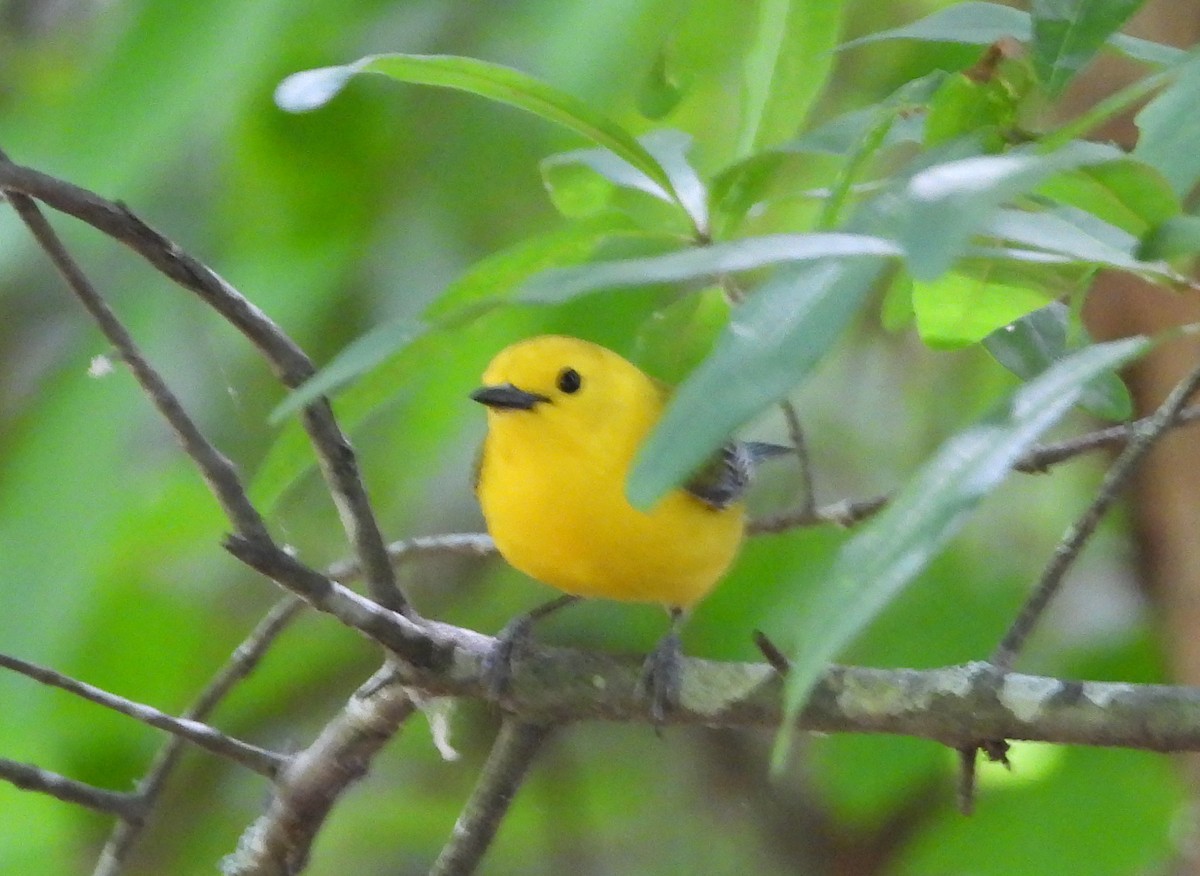Prothonotary Warbler - ML619006711