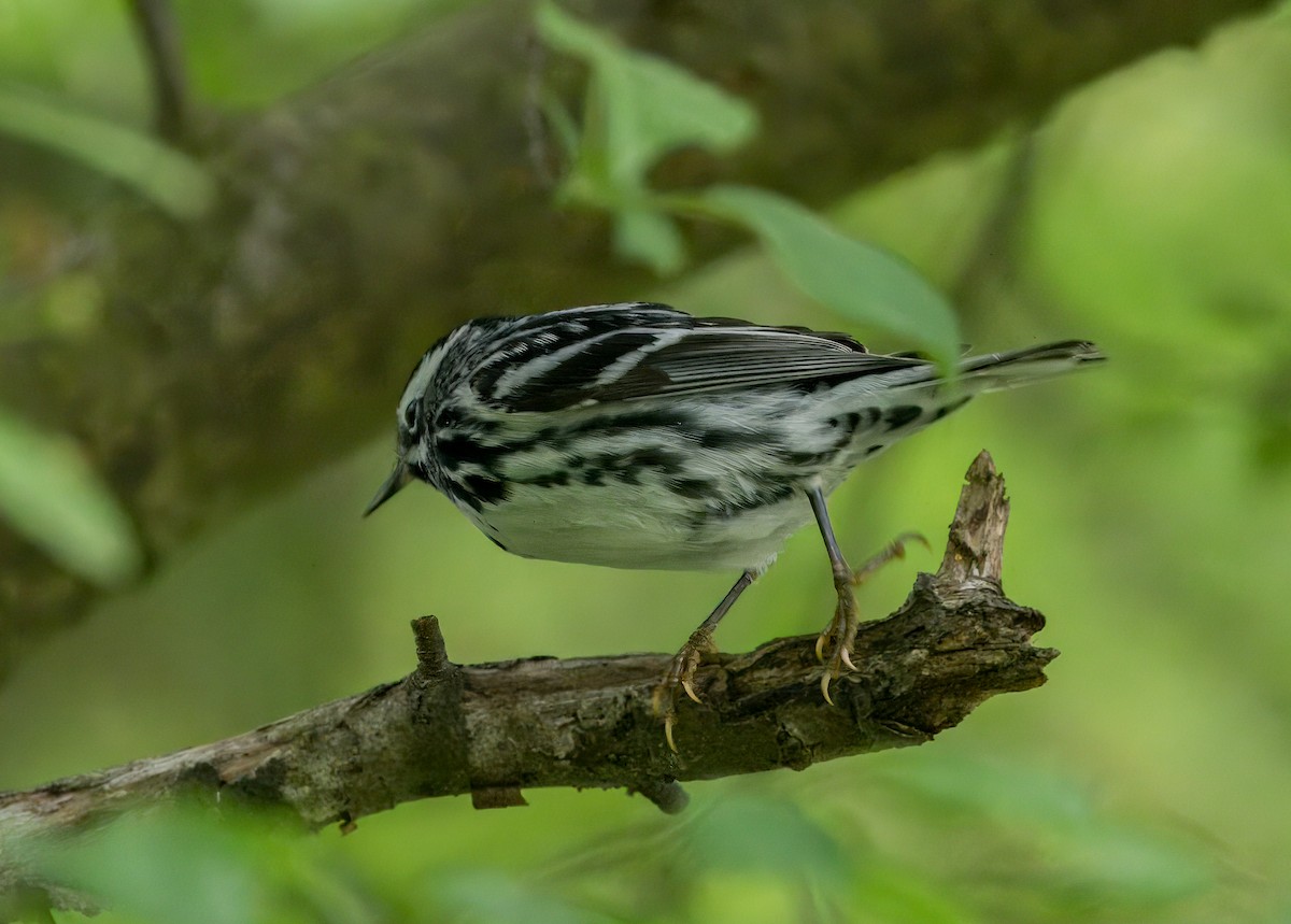 Black-and-white Warbler - ML619006713