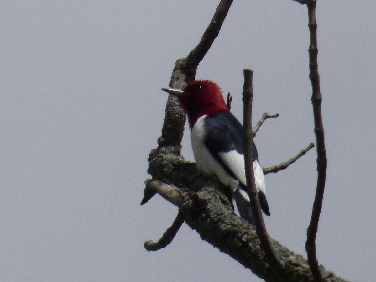 Red-headed Woodpecker - C Douglas
