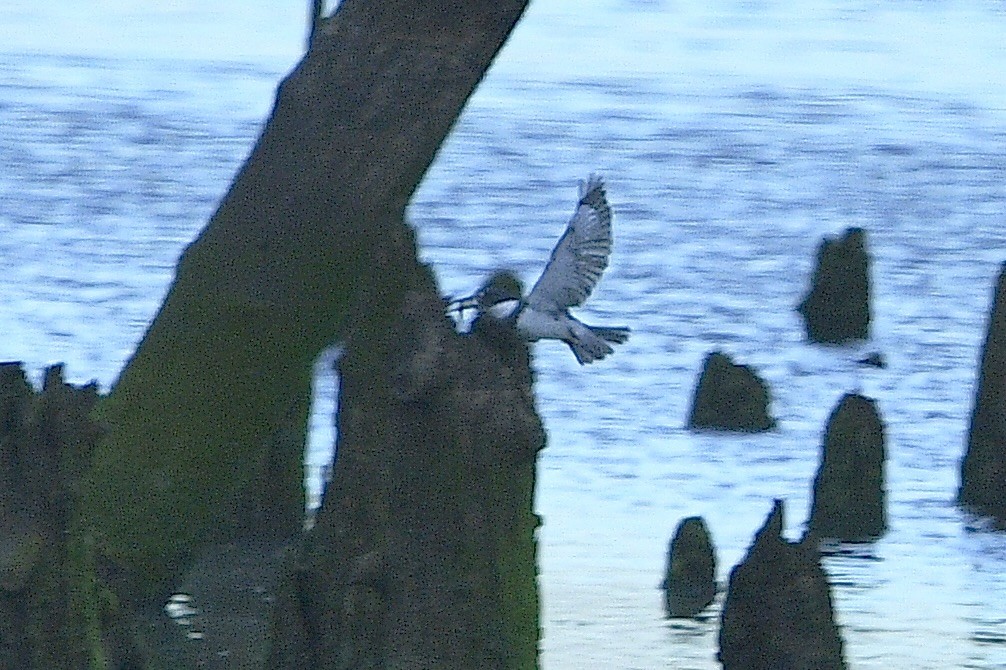 Belted Kingfisher - ML619006737