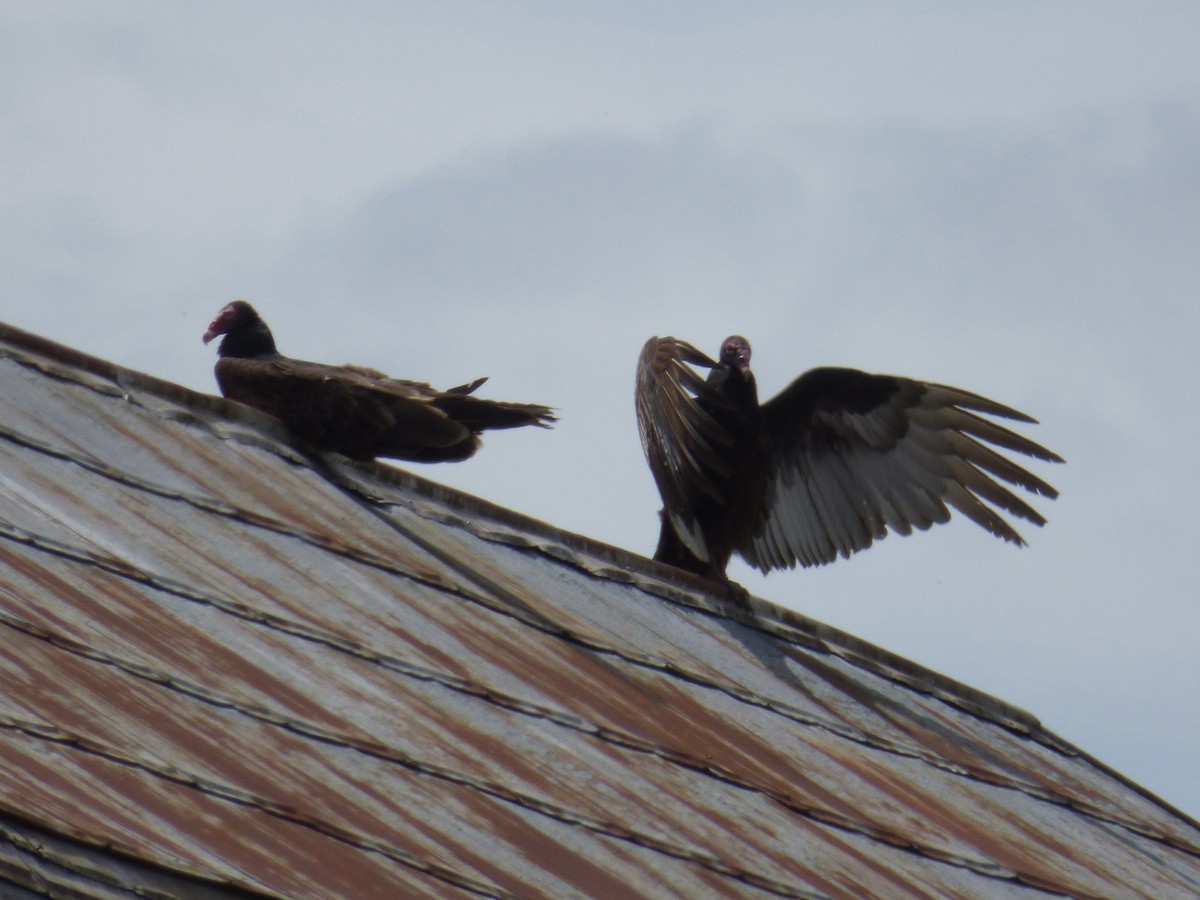 Turkey Vulture - C Douglas