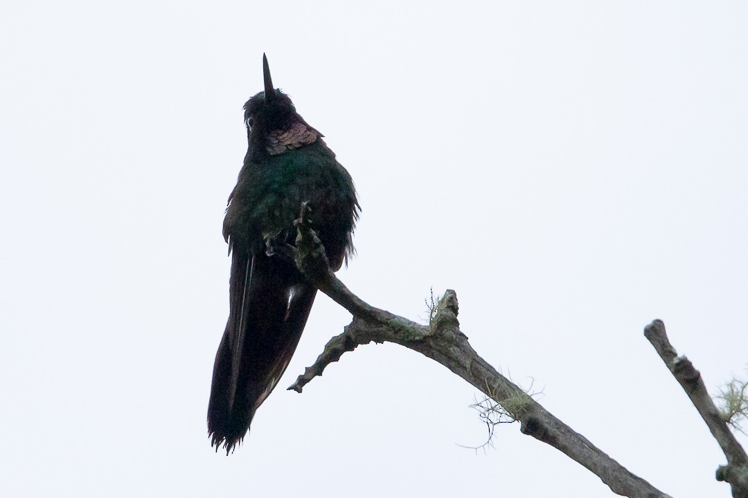 kolibřík turmalinový - ML619006775