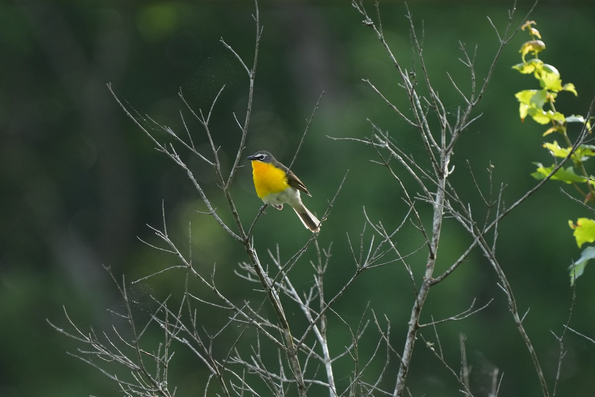 Yellow-breasted Chat - ML619006781