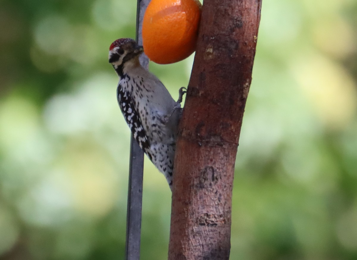 Ladder-backed Woodpecker - Juli deGrummond