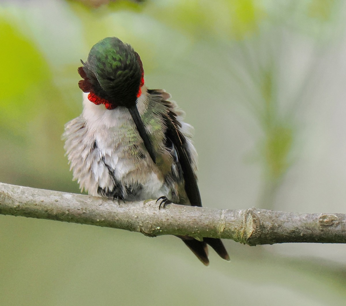 Ruby-throated Hummingbird - ML619006836