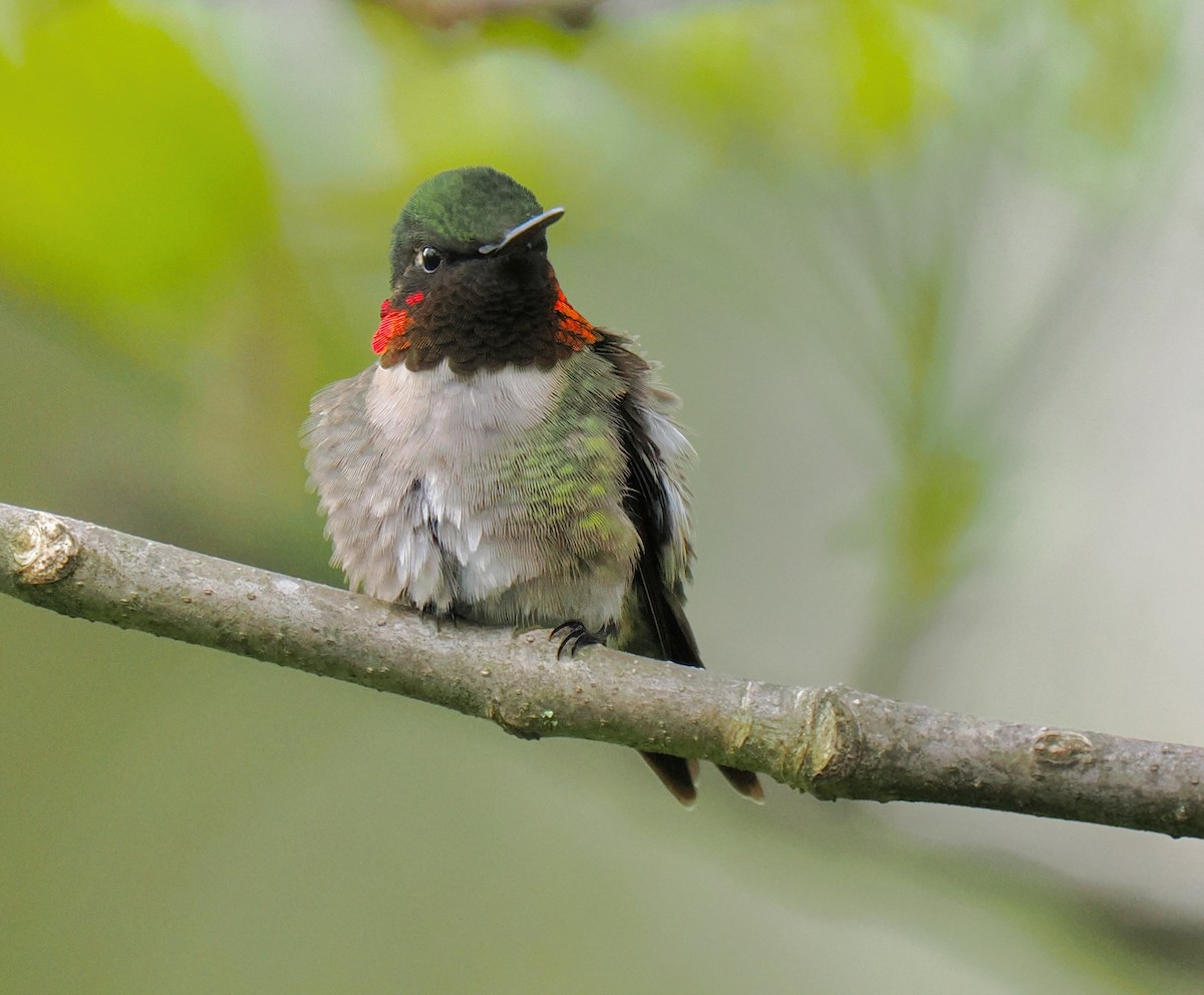 Ruby-throated Hummingbird - ML619006837