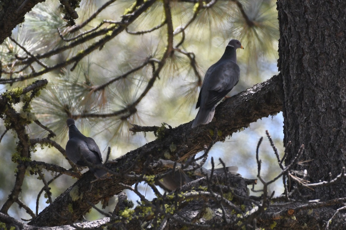 Band-tailed Pigeon - Max Leibowitz