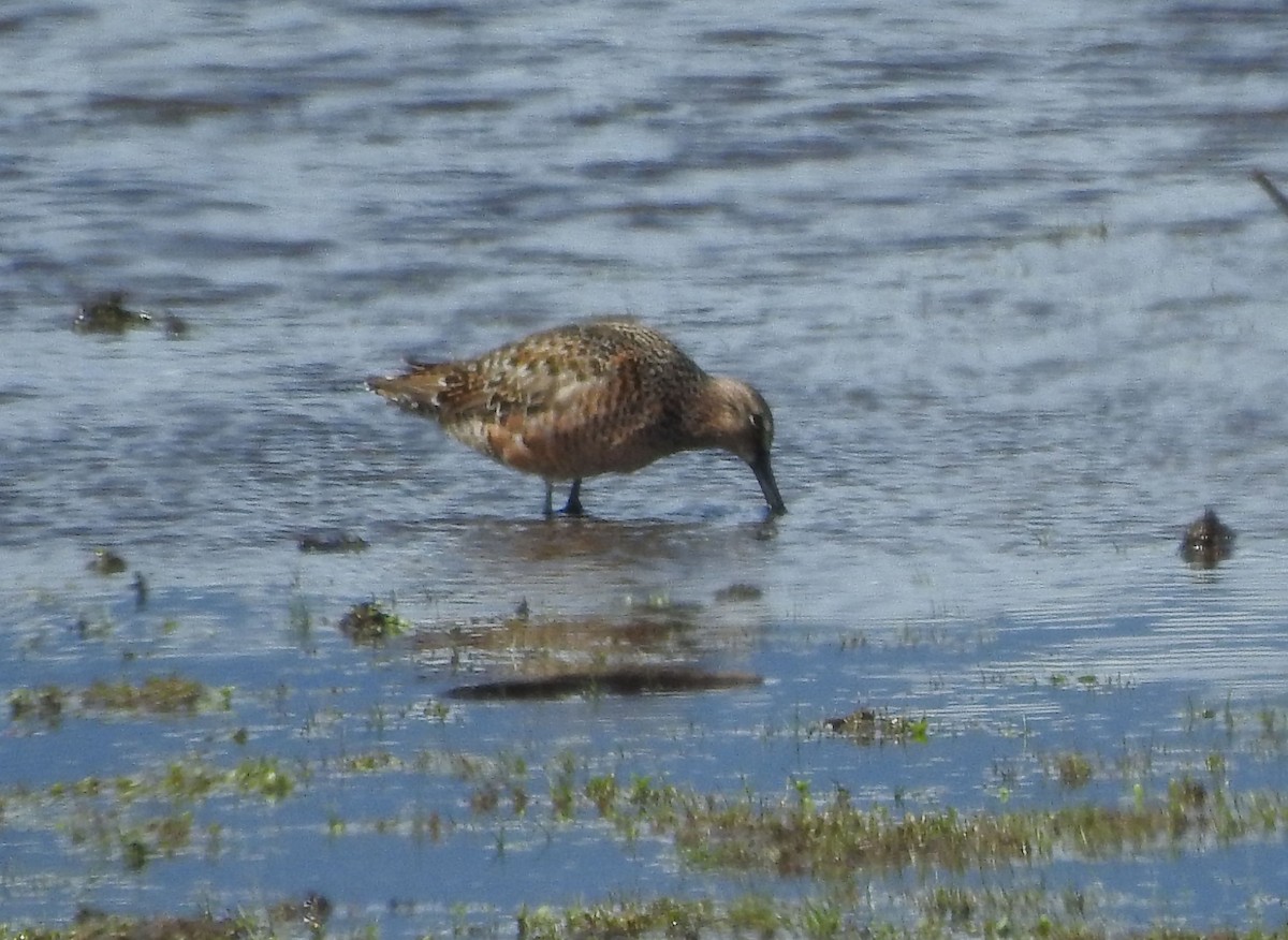 Long-billed Dowitcher - ML619006916