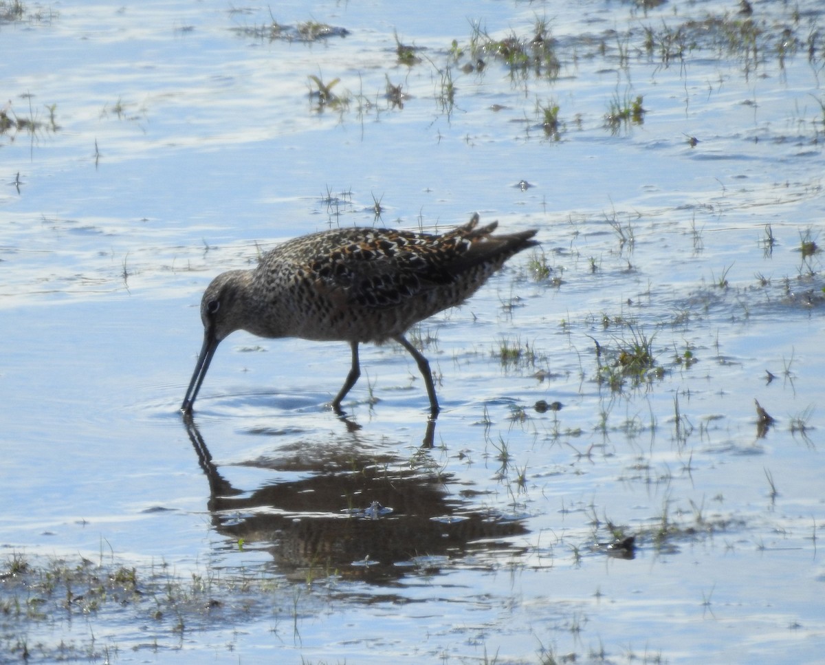 Long-billed Dowitcher - ML619006917