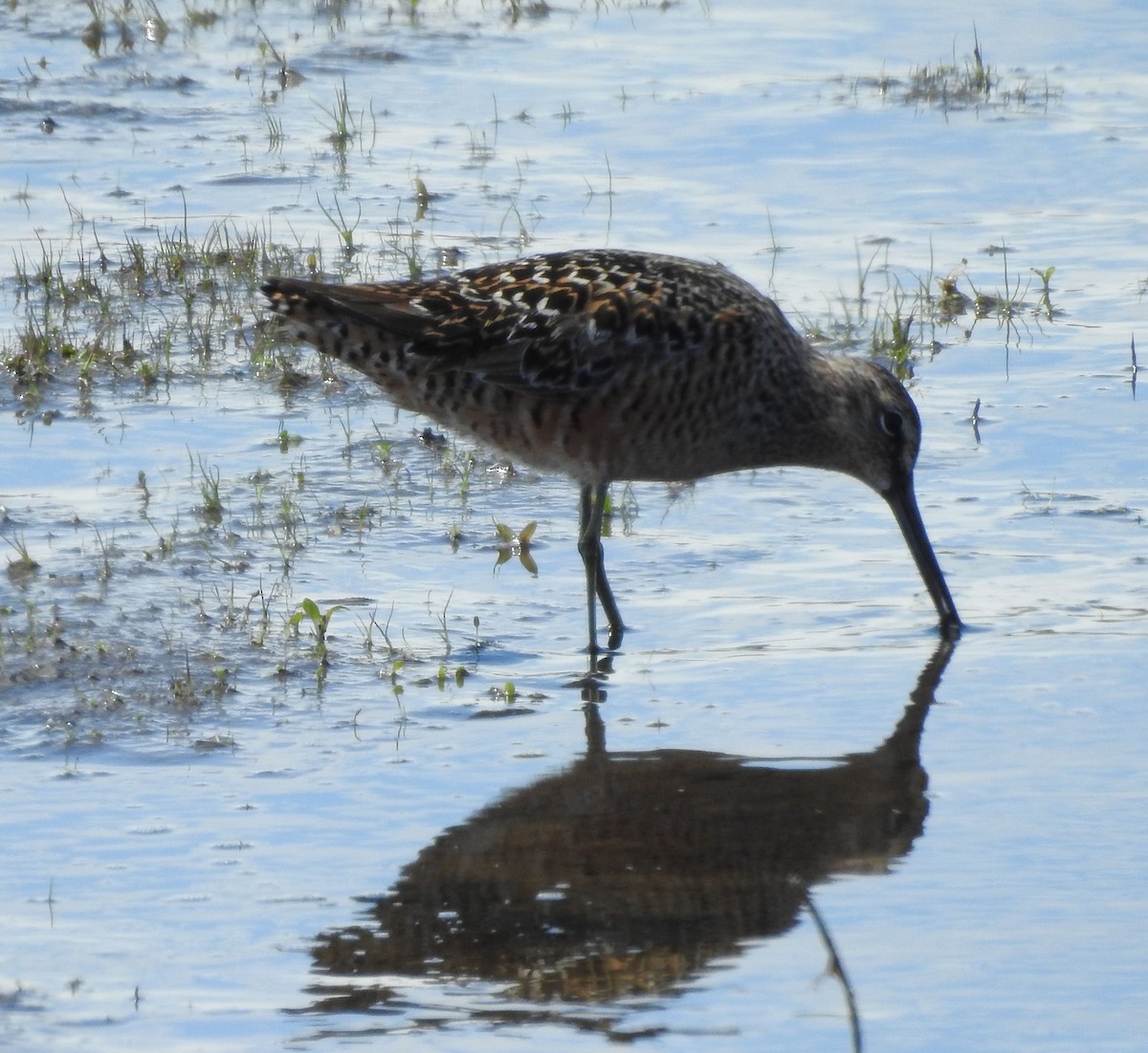 Long-billed Dowitcher - ML619006918