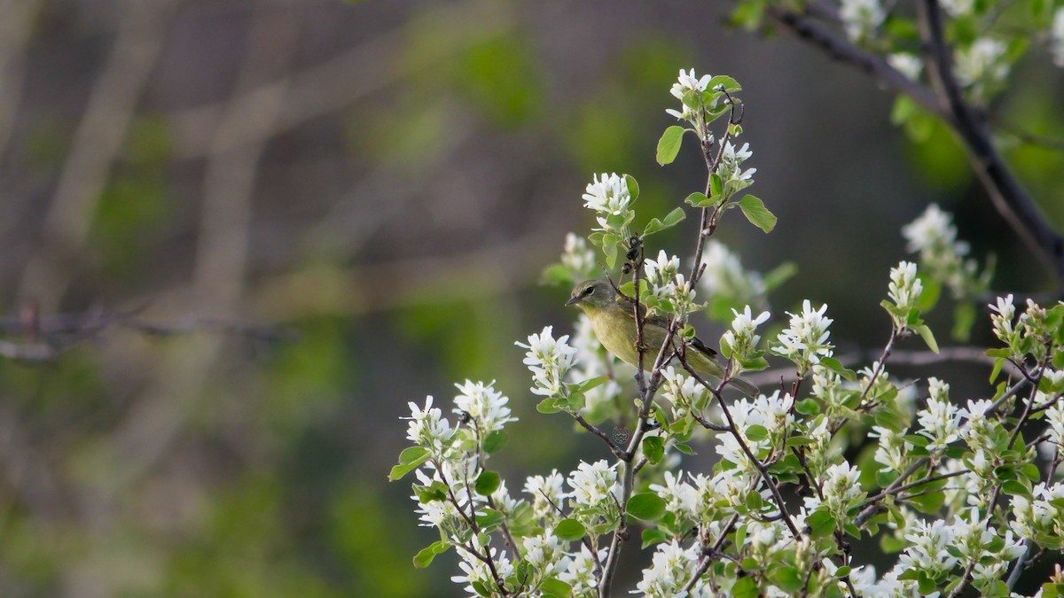 Orange-crowned Warbler - Bob Izumi