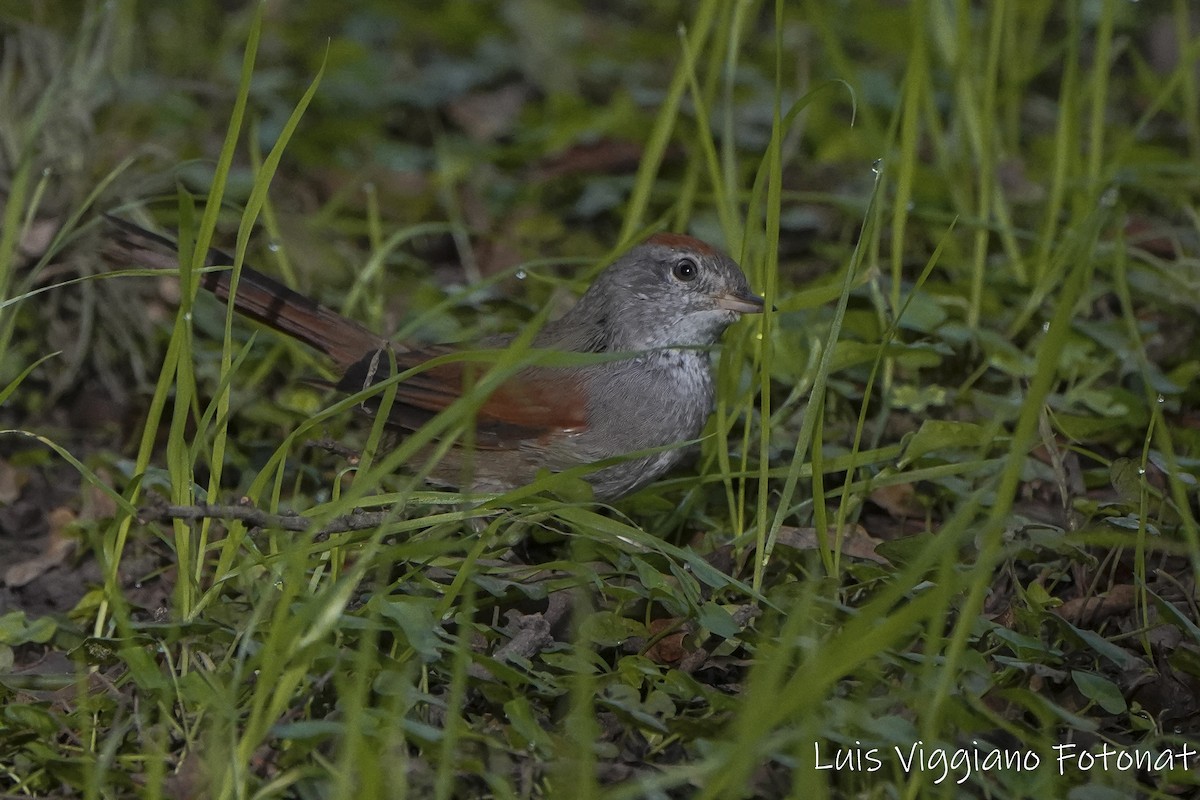 Sooty-fronted Spinetail - ML619006985