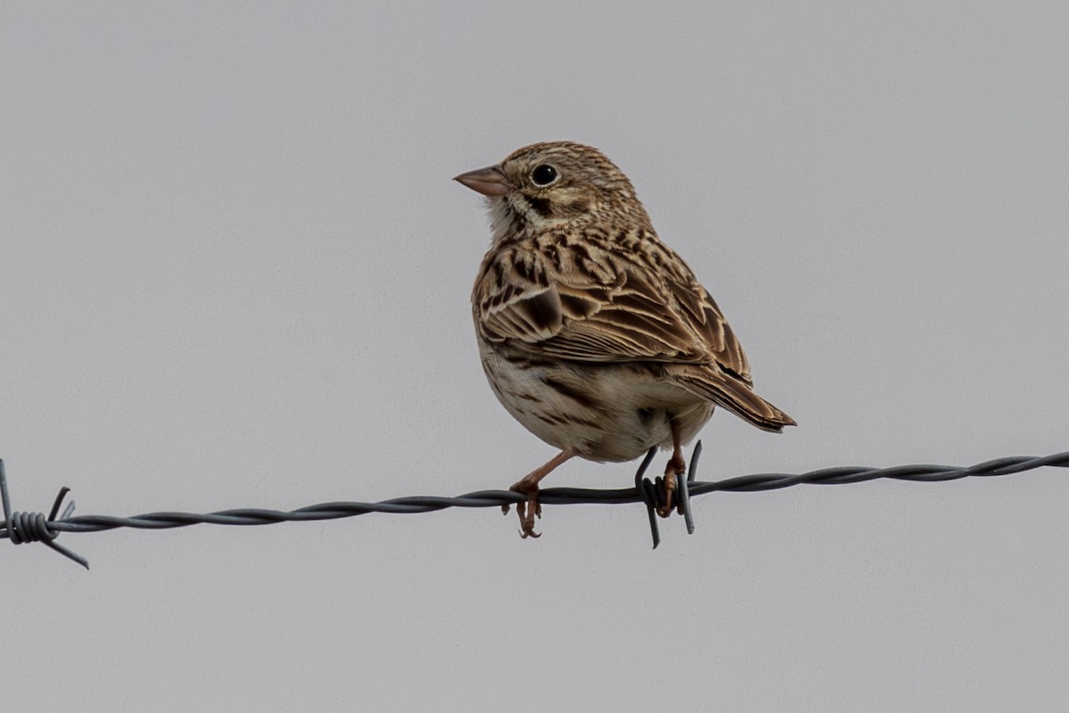 Vesper Sparrow - Andrew Hart