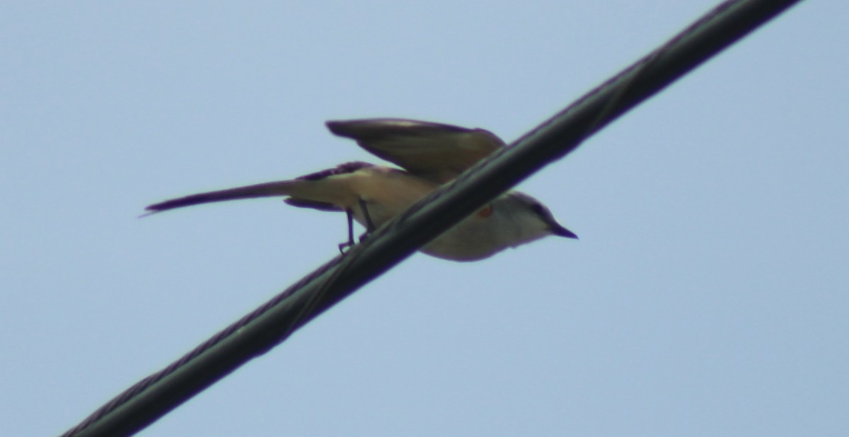 Scissor-tailed Flycatcher - ML619006989
