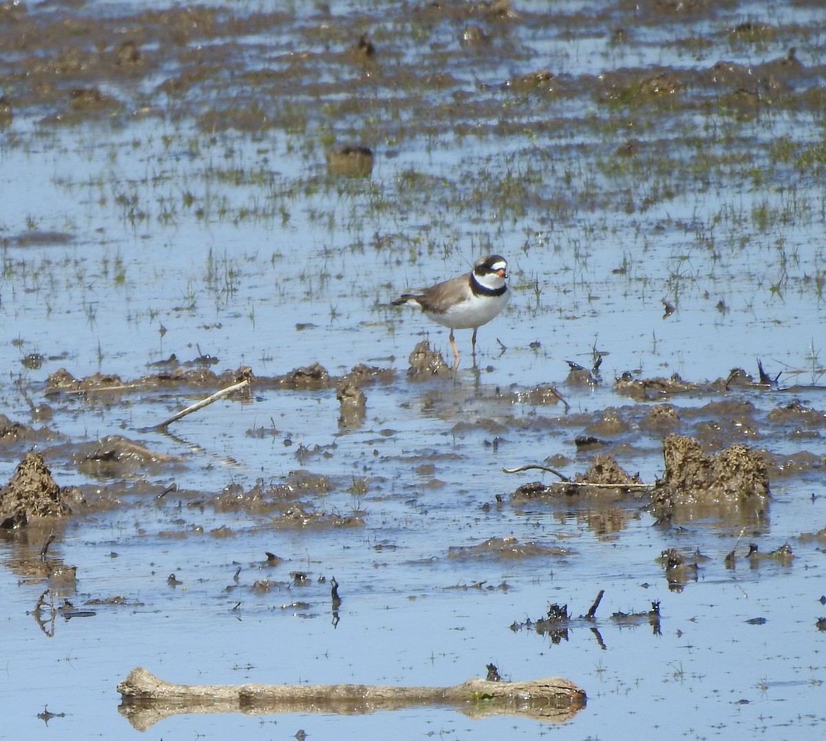 Semipalmated Plover - ML619006995