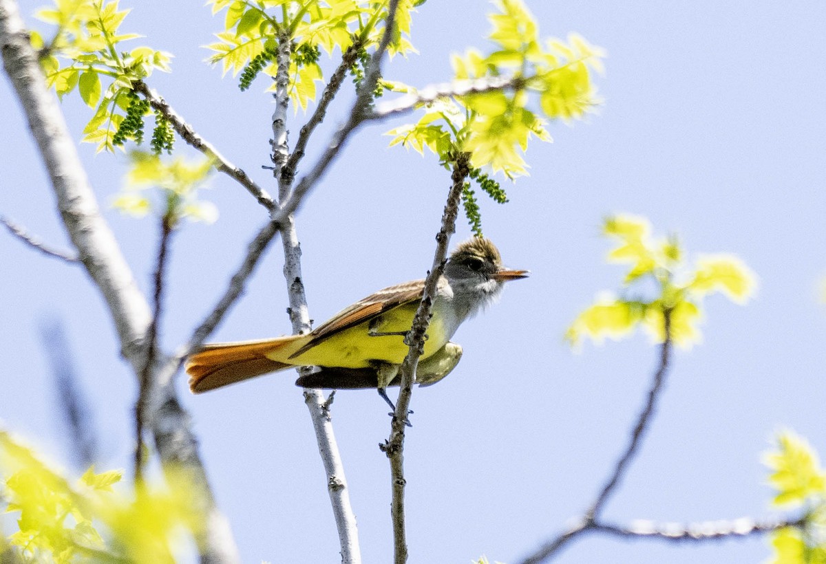Great Crested Flycatcher - ML619007053