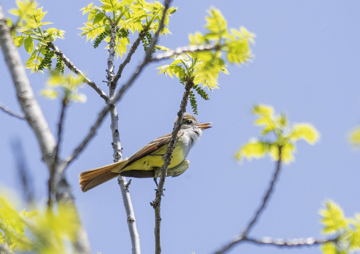 Great Crested Flycatcher - ML619007054