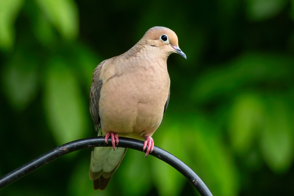 Mourning Dove - George Holt