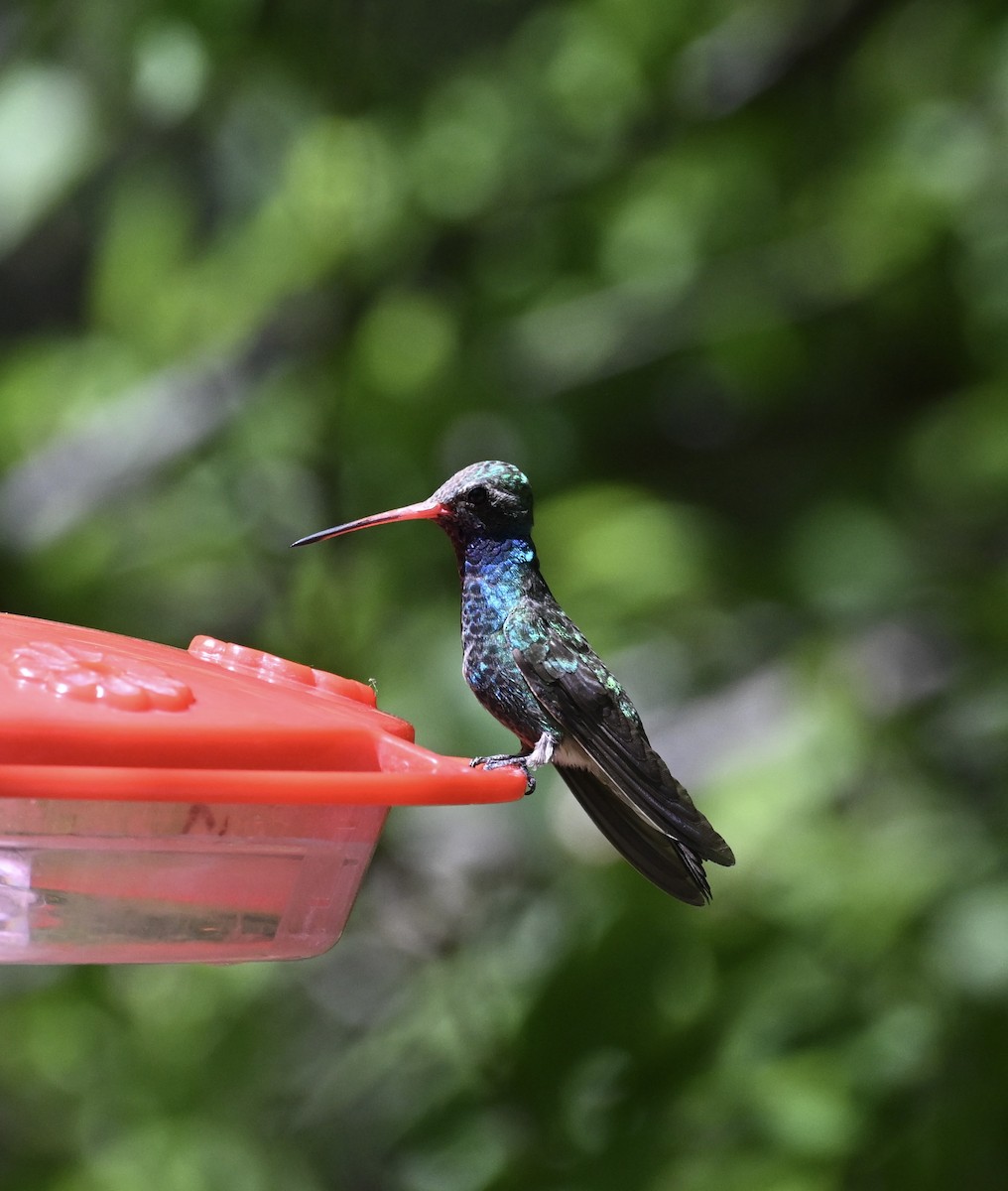 Broad-billed Hummingbird - David Clapp