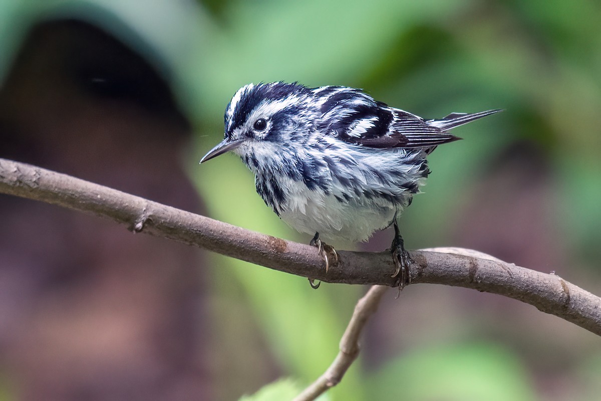 Black-and-white Warbler - ML619007072