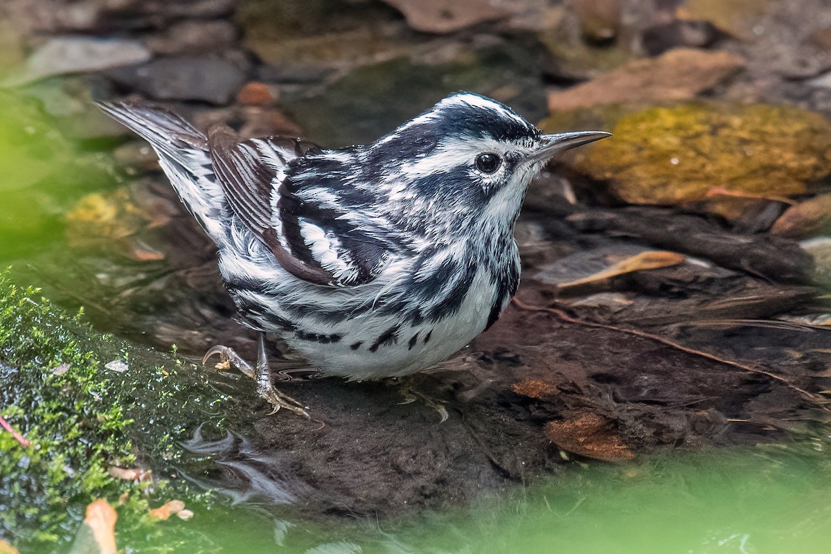 Black-and-white Warbler - ML619007073