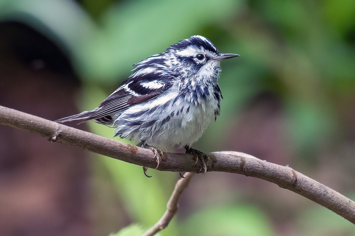Black-and-white Warbler - ML619007074