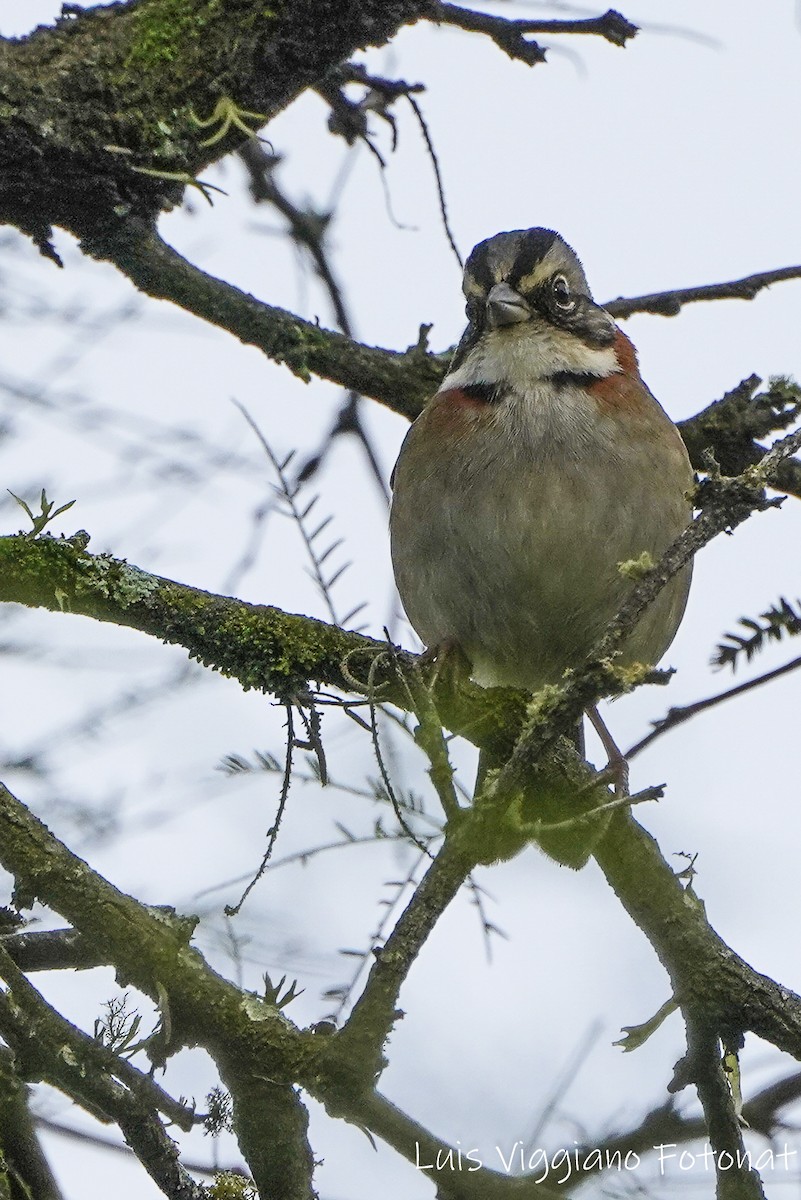 Rufous-collared Sparrow - ML619007116