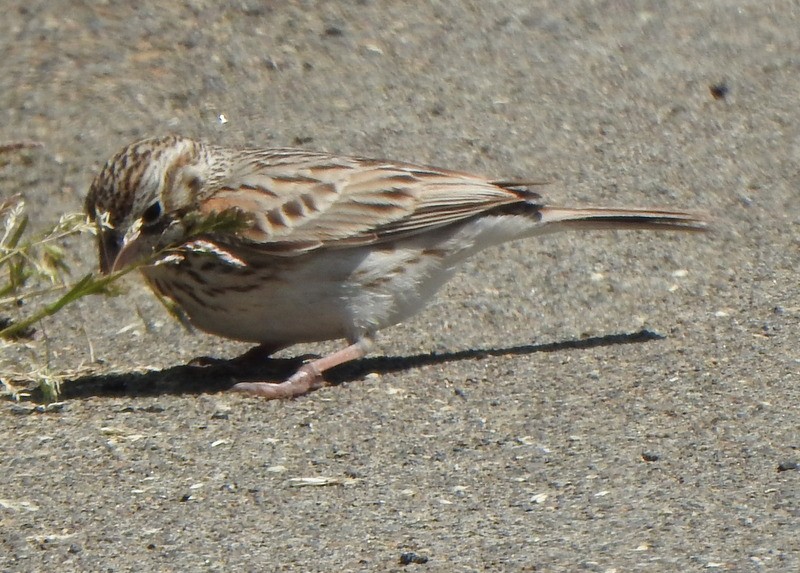 Vesper Sparrow - ML619007132