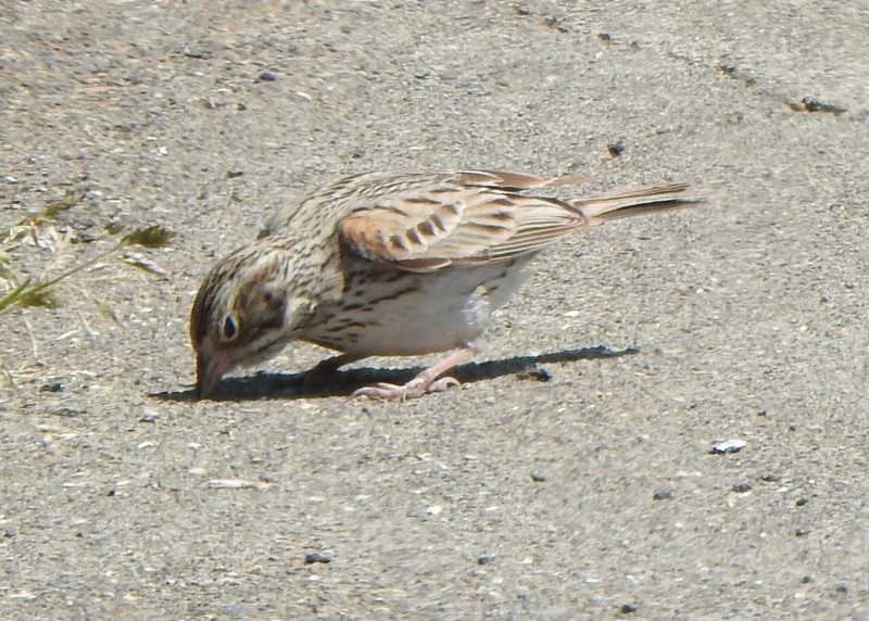 Vesper Sparrow - ML619007133