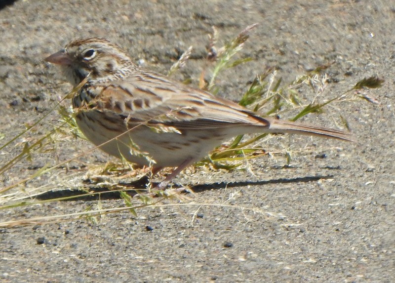 Vesper Sparrow - ML619007134