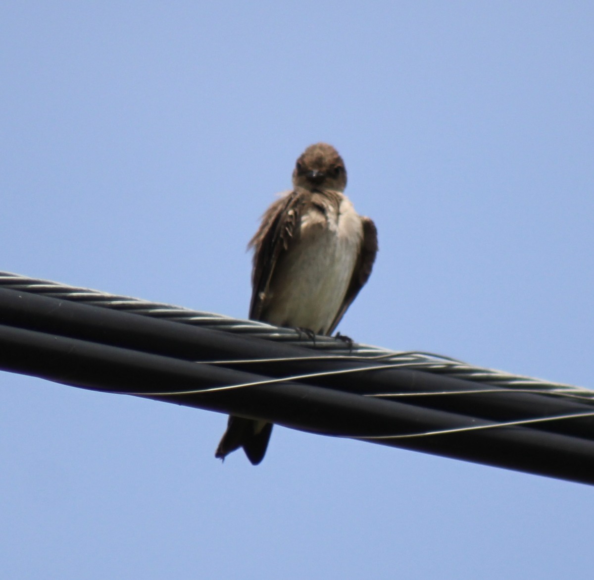 Northern Rough-winged Swallow - Luke Echols