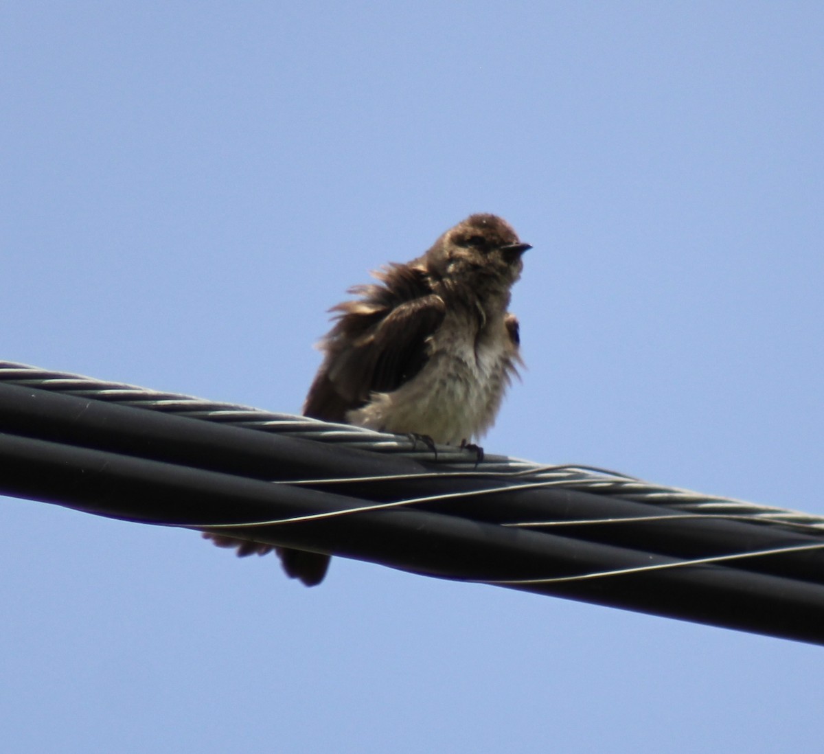 Northern Rough-winged Swallow - Luke Echols