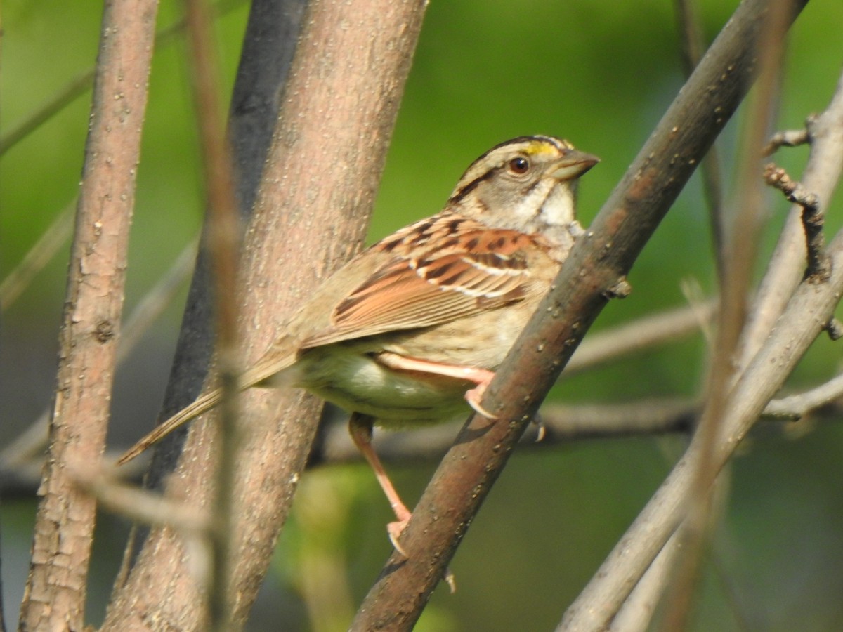 White-throated Sparrow - ML619007196