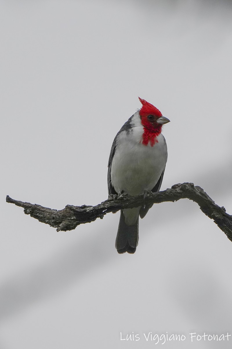 Red-crested Cardinal - ML619007209