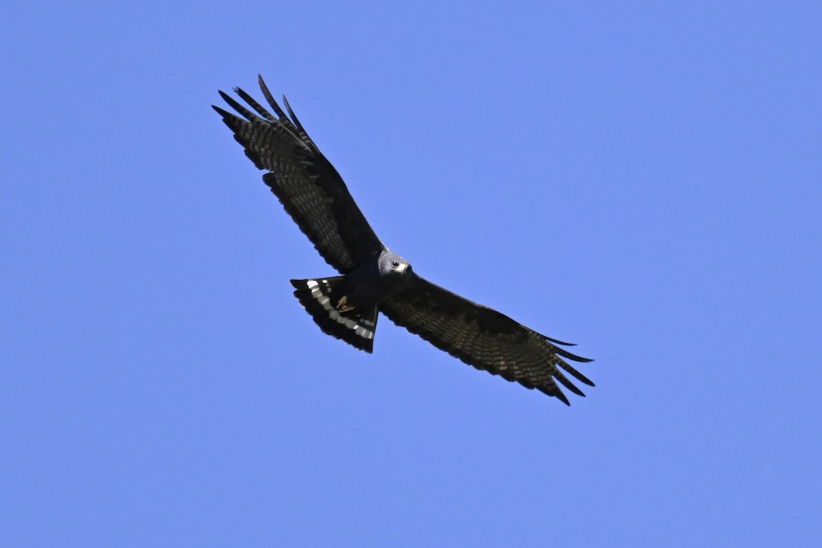 Zone-tailed Hawk - ML619007228