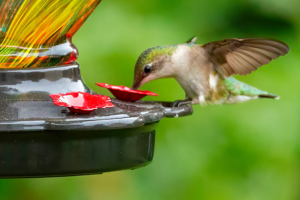 Ruby-throated Hummingbird - ML619007288
