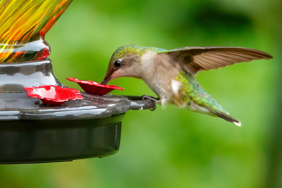 Ruby-throated Hummingbird - ML619007290