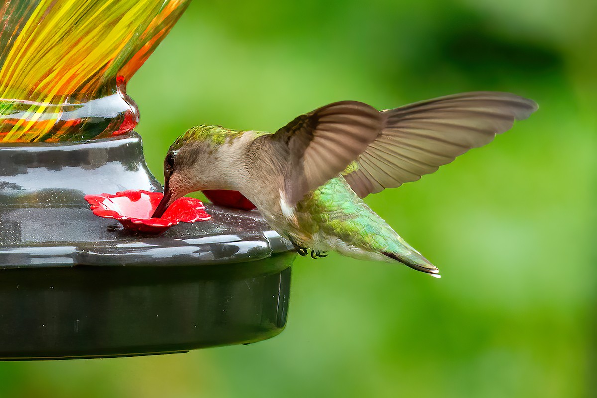 Ruby-throated Hummingbird - George Holt
