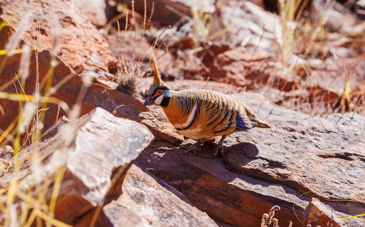 Spinifex Pigeon - ML619007311