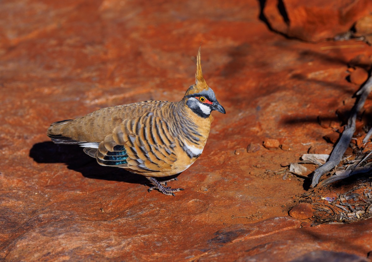 Spinifex Pigeon - ML619007313