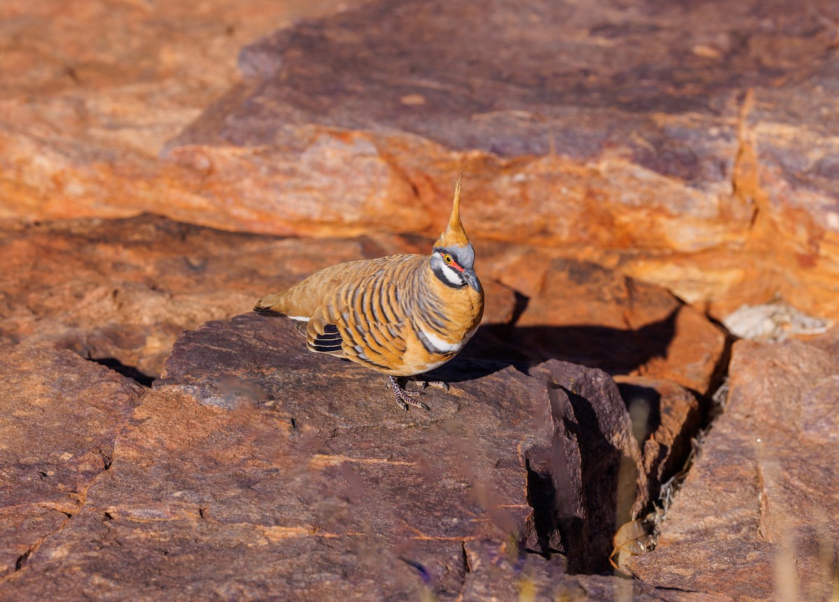 Spinifex Pigeon - ML619007315
