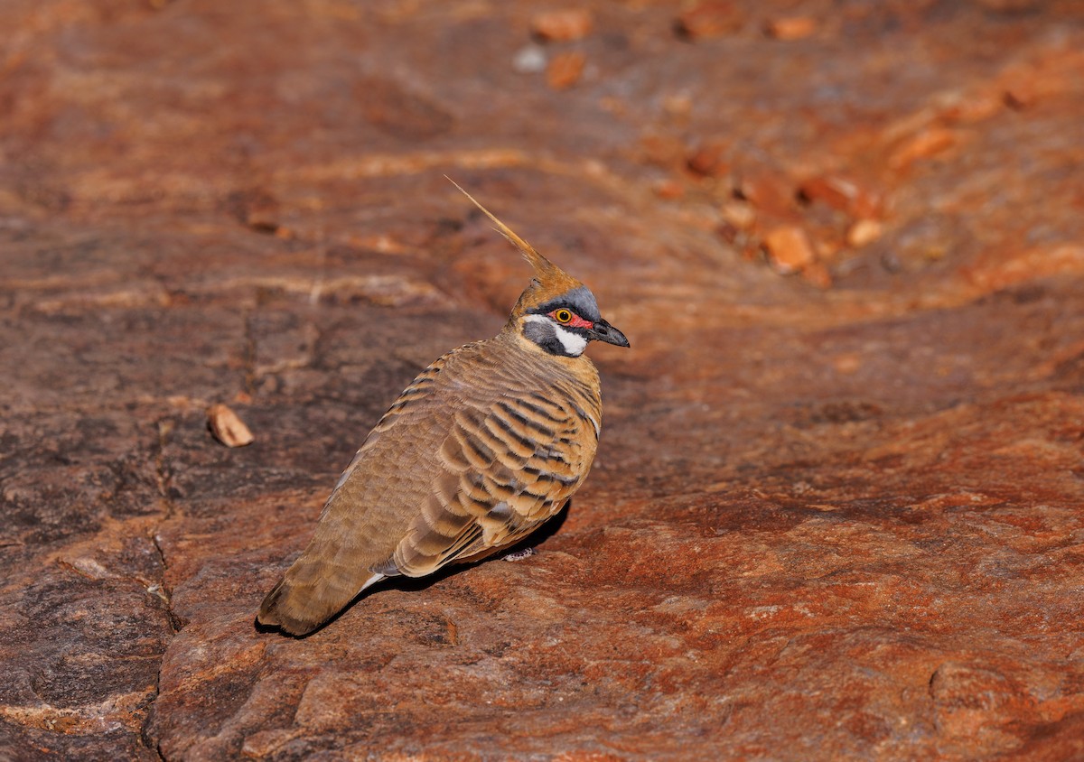 Spinifex Pigeon - ML619007316