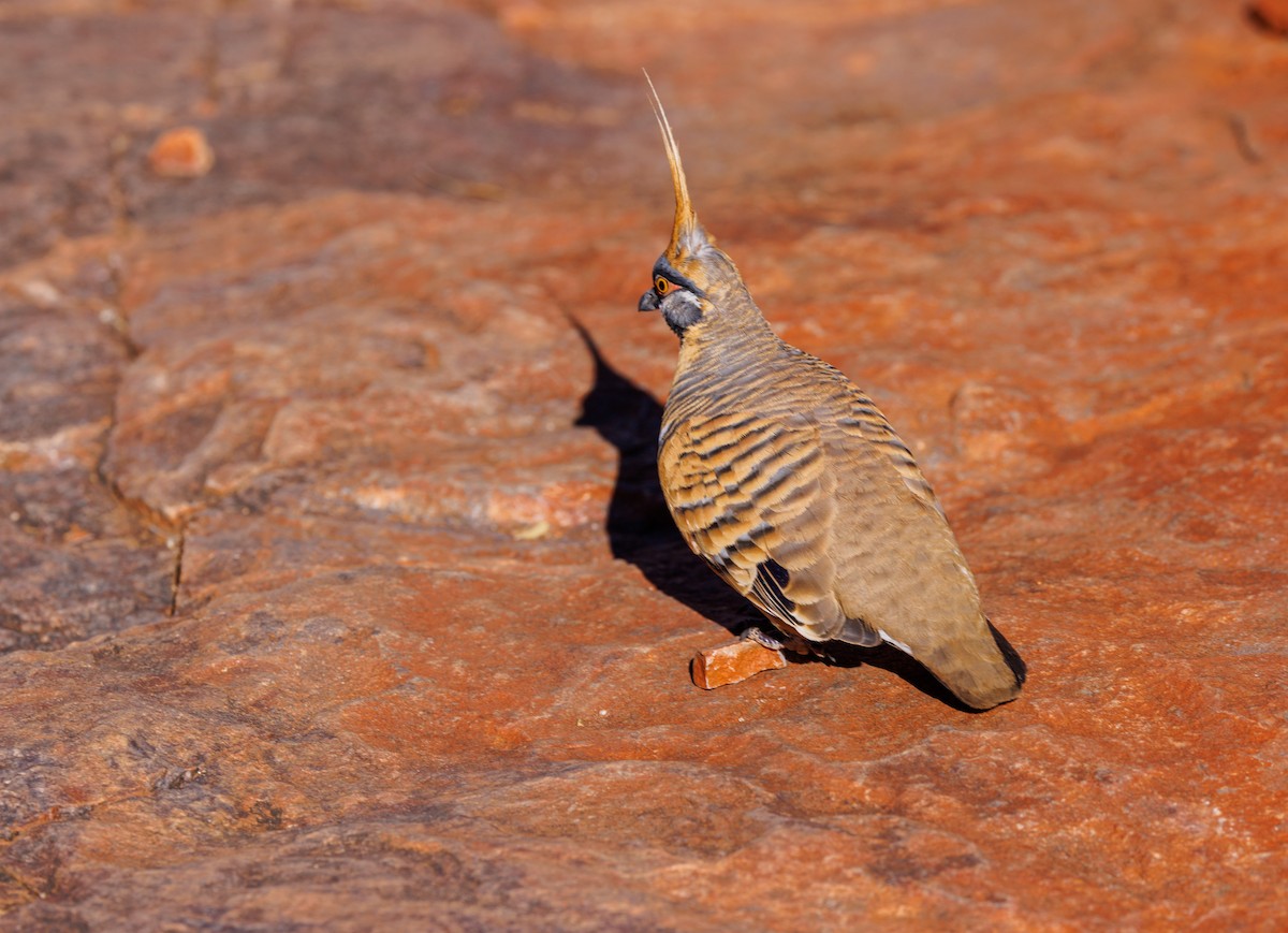 Spinifex Pigeon - ML619007317