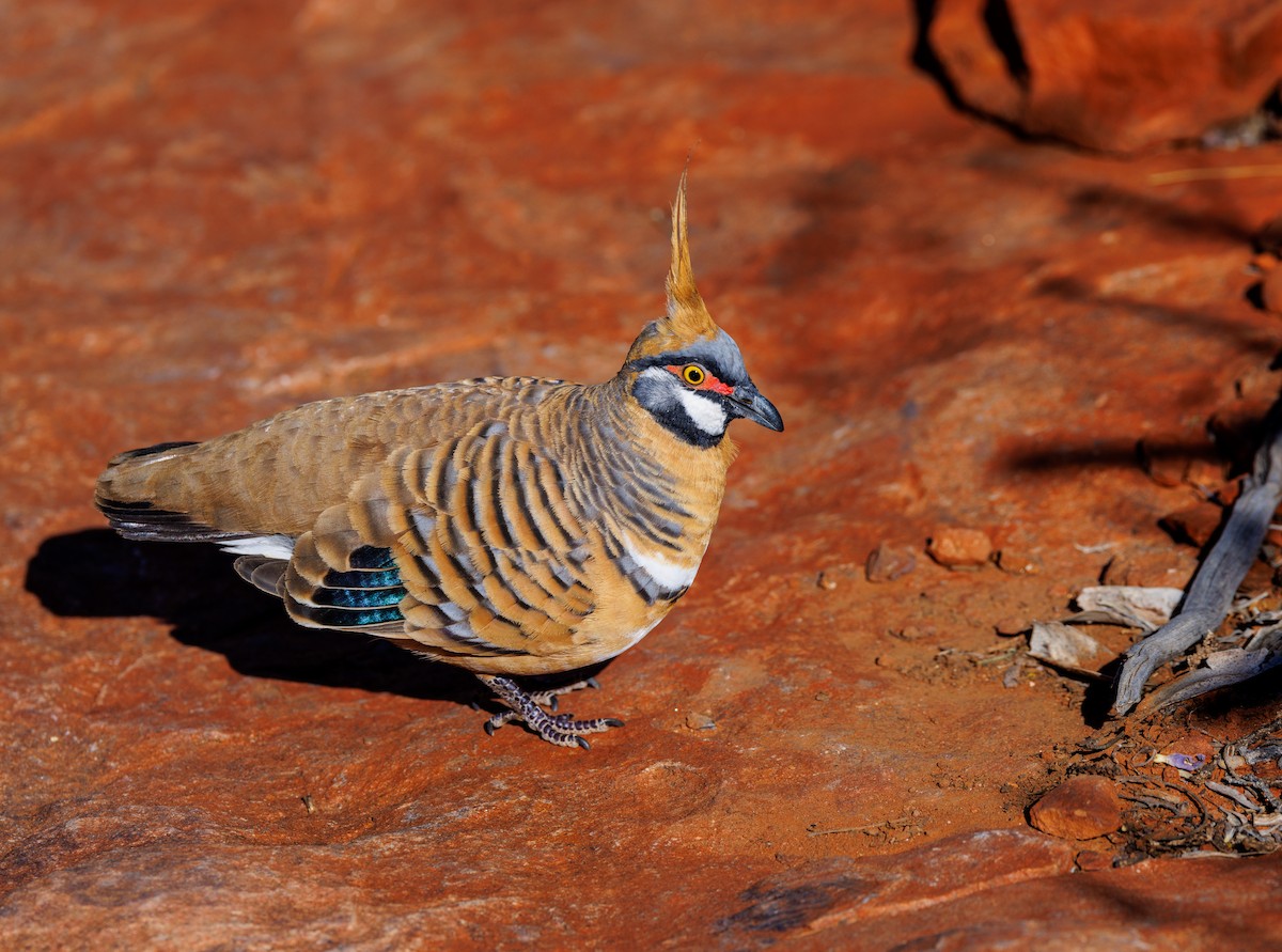 Spinifex Pigeon - ML619007318