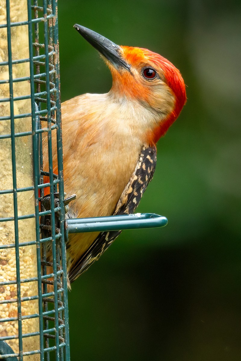 Red-bellied Woodpecker - ML619007354