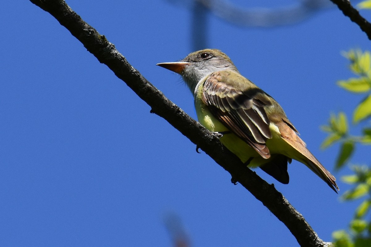 Great Crested Flycatcher - ML619007361