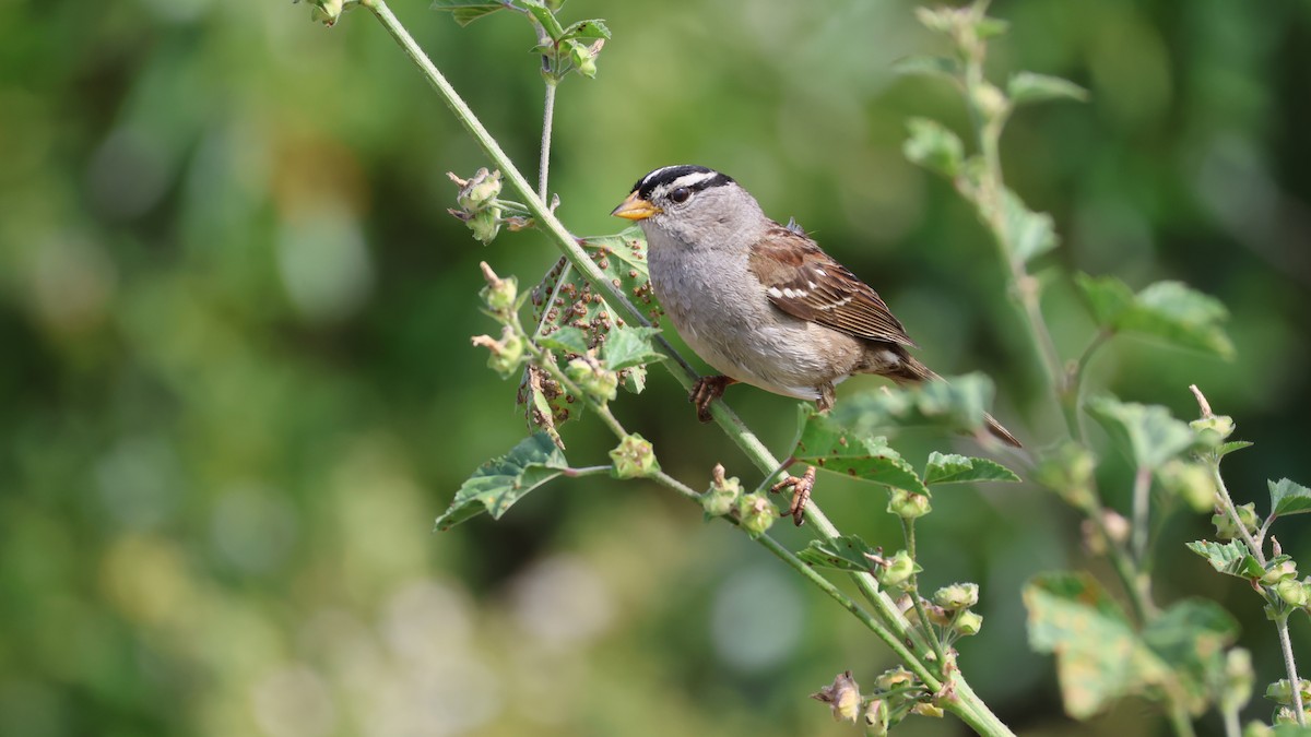 White-crowned Sparrow - Shawn DOHRING